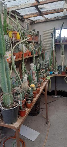 عکس نمایشگاه گل و گیاه کاکتوس سنتر اصفهان