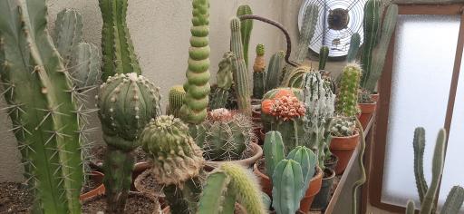 عکس نمایشگاه گل و گیاه کاکتوس سنتر اصفهان