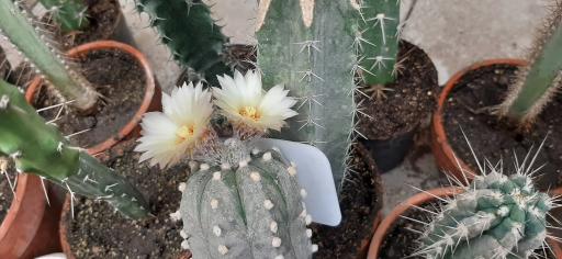 عکس نمایشگاه گل و گیاه کاکتوس سنتر اصفهان