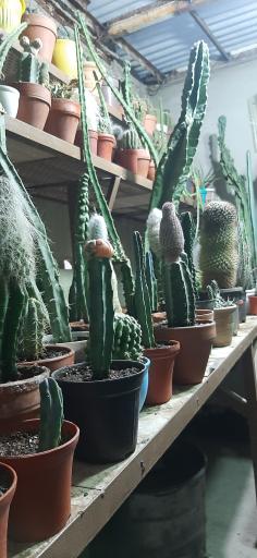 عکس نمایشگاه گل و گیاه کاکتوس سنتر اصفهان