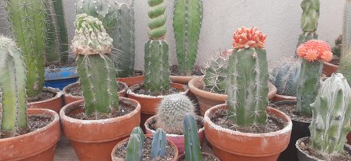 عکس نمایشگاه گل و گیاه کاکتوس سنتر اصفهان