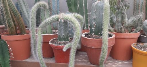 عکس نمایشگاه گل و گیاه کاکتوس سنتر اصفهان