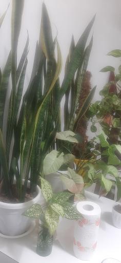 عکس نمایشگاه گل و گیاه کاکتوس سنتر اصفهان