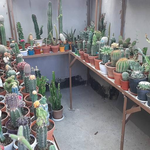 عکس نمایشگاه گل و گیاه کاکتوس سنتر اصفهان