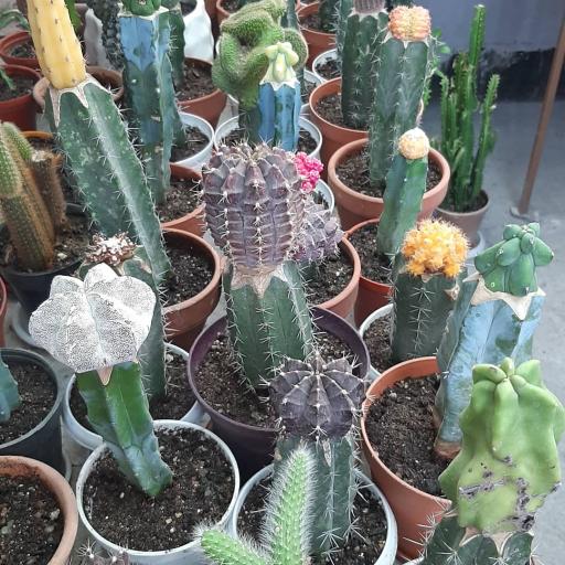 عکس نمایشگاه گل و گیاه کاکتوس سنتر اصفهان