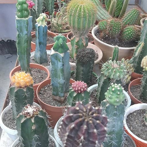 عکس نمایشگاه گل و گیاه کاکتوس سنتر اصفهان