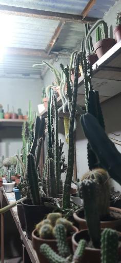 عکس نمایشگاه گل و گیاه کاکتوس سنتر اصفهان