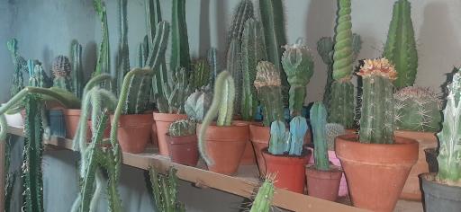 عکس نمایشگاه گل و گیاه کاکتوس سنتر اصفهان