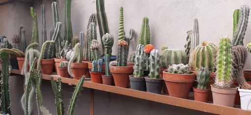 عکس نمایشگاه گل و گیاه کاکتوس سنتر اصفهان