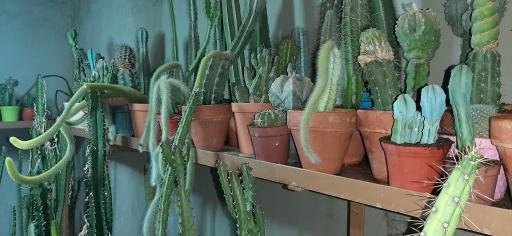 عکس نمایشگاه گل و گیاه کاکتوس سنتر اصفهان