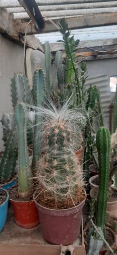 عکس نمایشگاه گل و گیاه کاکتوس سنتر اصفهان