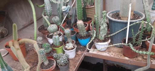 عکس نمایشگاه گل و گیاه کاکتوس سنتر اصفهان