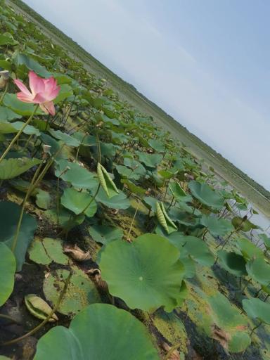 عکس اسکله قایق سواری طوفان طلایی