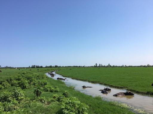 عکس اسکله قایق سواری طوفان طلایی