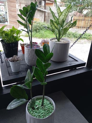 عکس کافه الیزه 