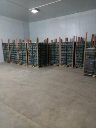 عکس بازگانی کیان میوه-سورتینگ