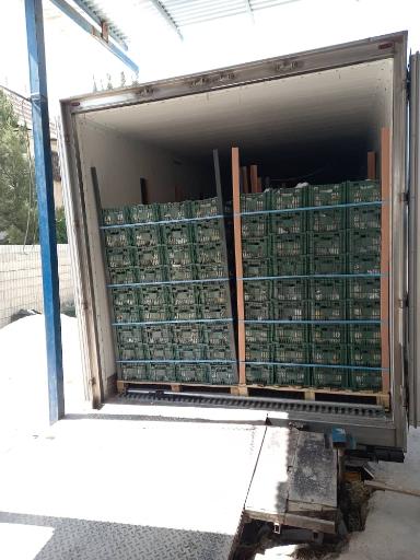 عکس بازگانی کیان میوه-سورتینگ