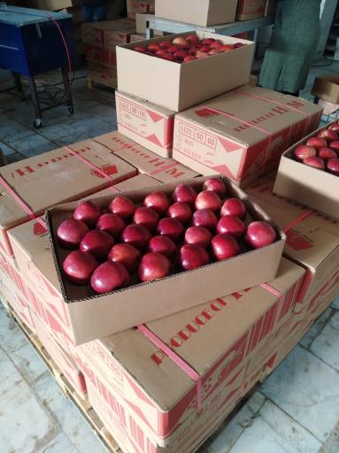 عکس بازگانی کیان میوه-سورتینگ