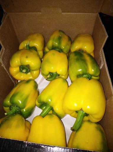 عکس بازگانی کیان میوه-سورتینگ