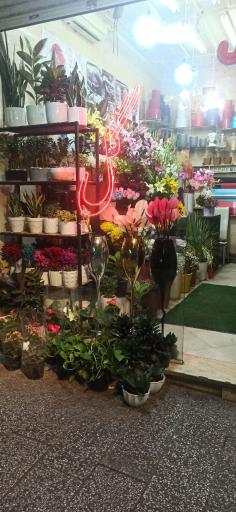 عکس دنیای گل