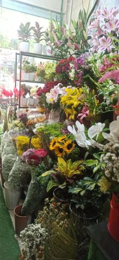 عکس دنیای گل