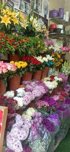 عکس دنیای گل