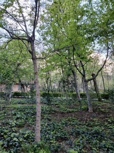 عکس پارک شهر