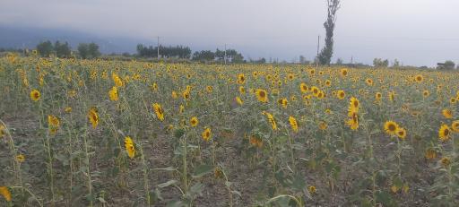 عکس النگ