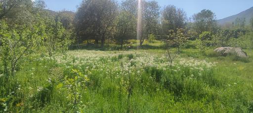 عکس باغ امام زاده کوه