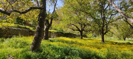 عکس باغ امام زاده کوه