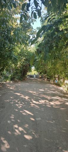 عکس باغ سبزی فرهادی