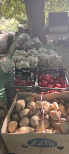 عکس باغ سبزی فرهادی