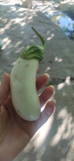 عکس باغ سبزی فرهادی