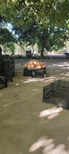 عکس باغ سبزی فرهادی