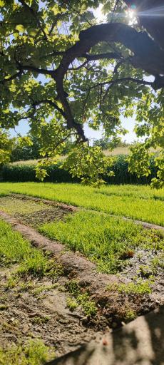 عکس باغ سبزی فرهادی