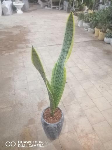 عکس گل آنتیک