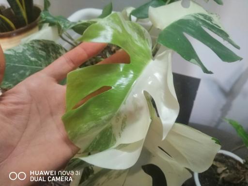 عکس گل آنتیک