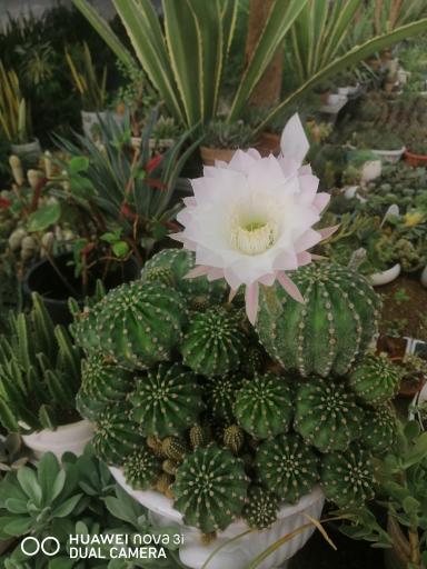 عکس گل آنتیک