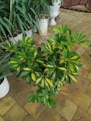 عکس گل آنتیک