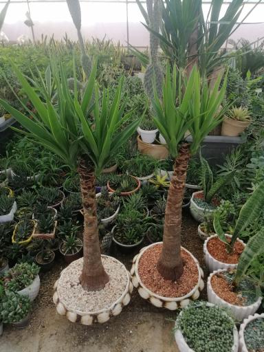 عکس گل آنتیک