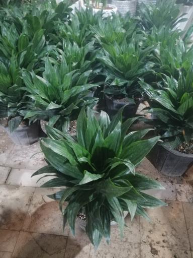 عکس گل آنتیک