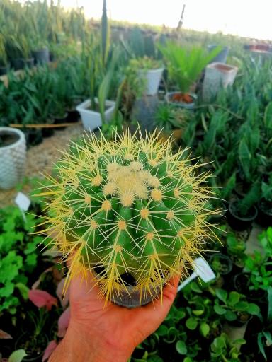 عکس گل آنتیک