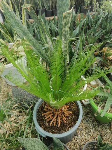 عکس گل آنتیک