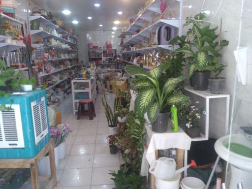 عکس گل سرای نفیس 