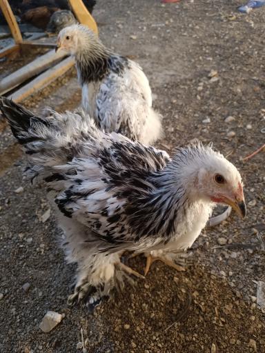 عکس تولید و پخش جوجه مرغ الیار