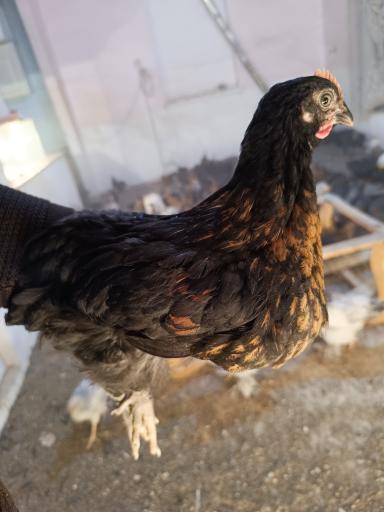 عکس تولید و پخش جوجه مرغ الیار