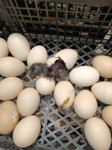 عکس تولید و پخش جوجه مرغ الیار