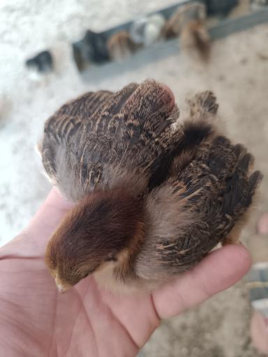 عکس تولید و پخش جوجه مرغ الیار