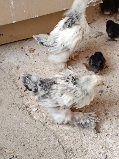 عکس تولید و پخش جوجه مرغ الیار