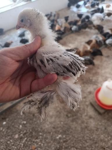 تولید و پخش جوجه مرغ الیار